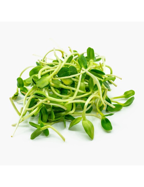 Mountain fox notebook