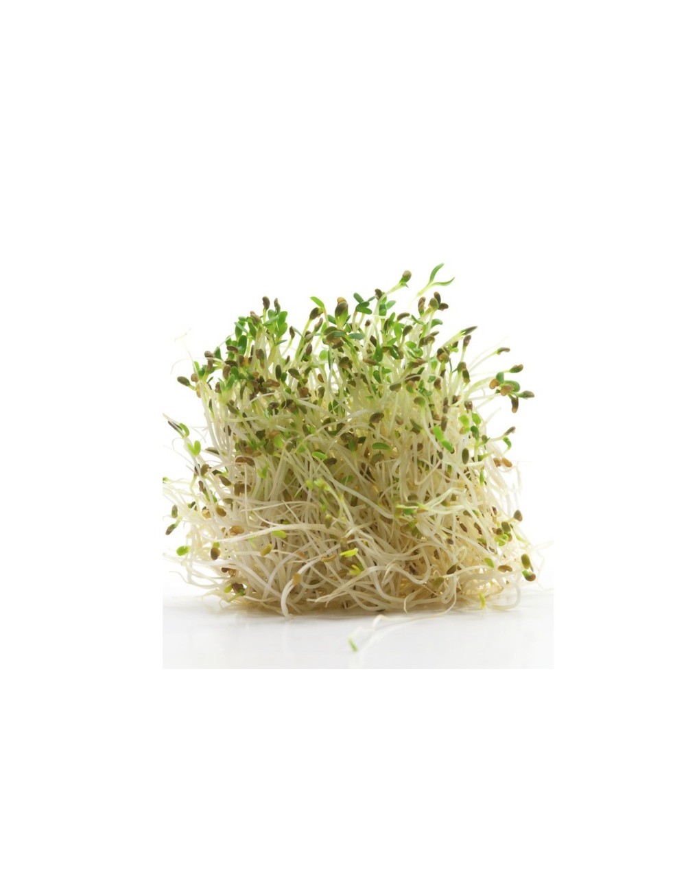 Hummingbird - Vector graphics