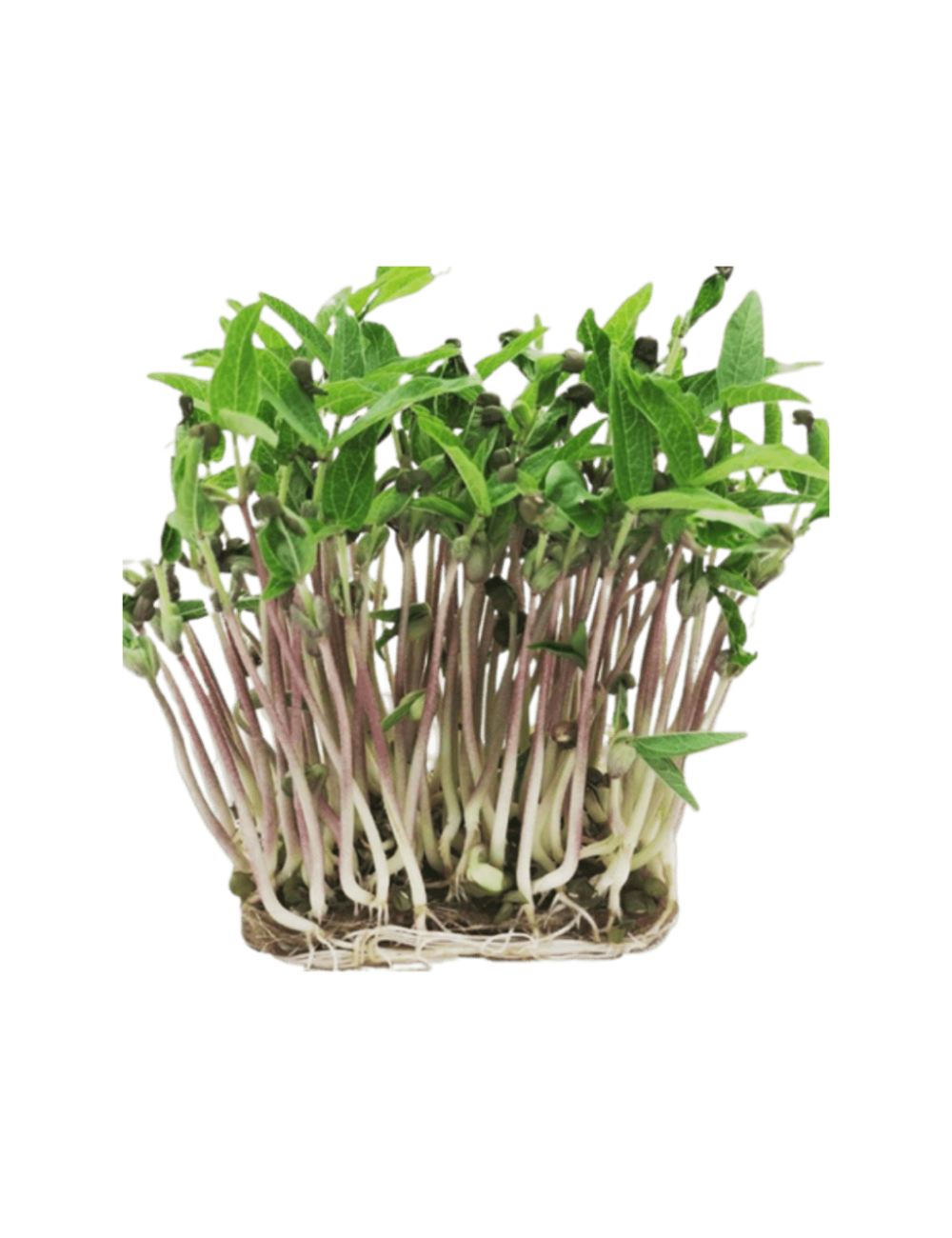 Hummingbird printed sweater